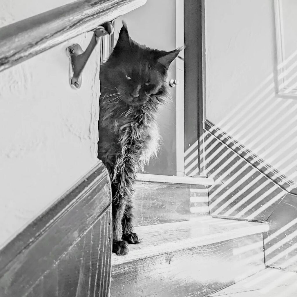 LadyLunaMoonCat's tweet photo. #seriouscat #mainecoon #blackcat #shadows #bnw https://t.co/X3mntYJXt0 https://t.co/Kuf29hgz2F
