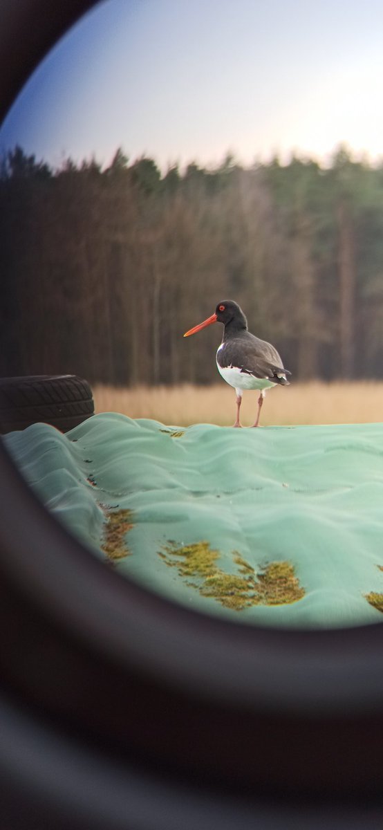 Dr. Pia Oswald tweet media