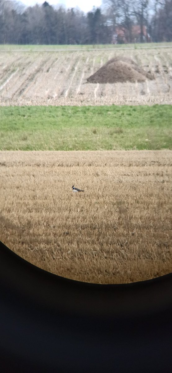 Dr. Pia Oswald tweet media