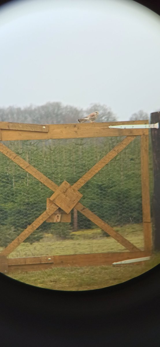 Dr. Pia Oswald tweet media