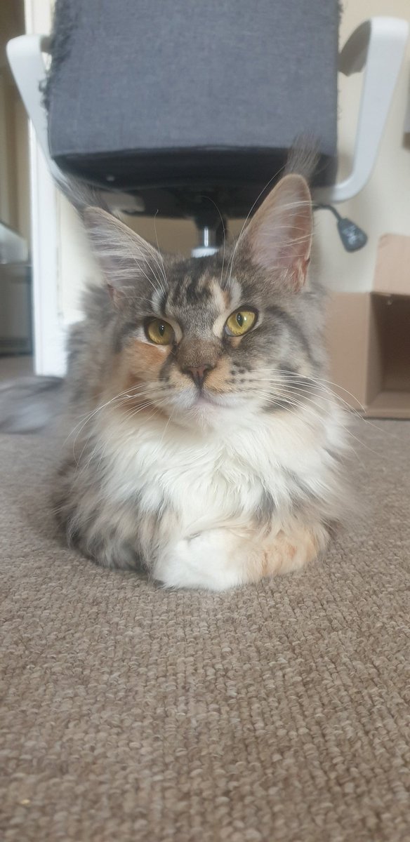 Caitlamity's tweet photo. @CindaDesigns I present to you Faye 😼 https://t.co/XROX64IgVP