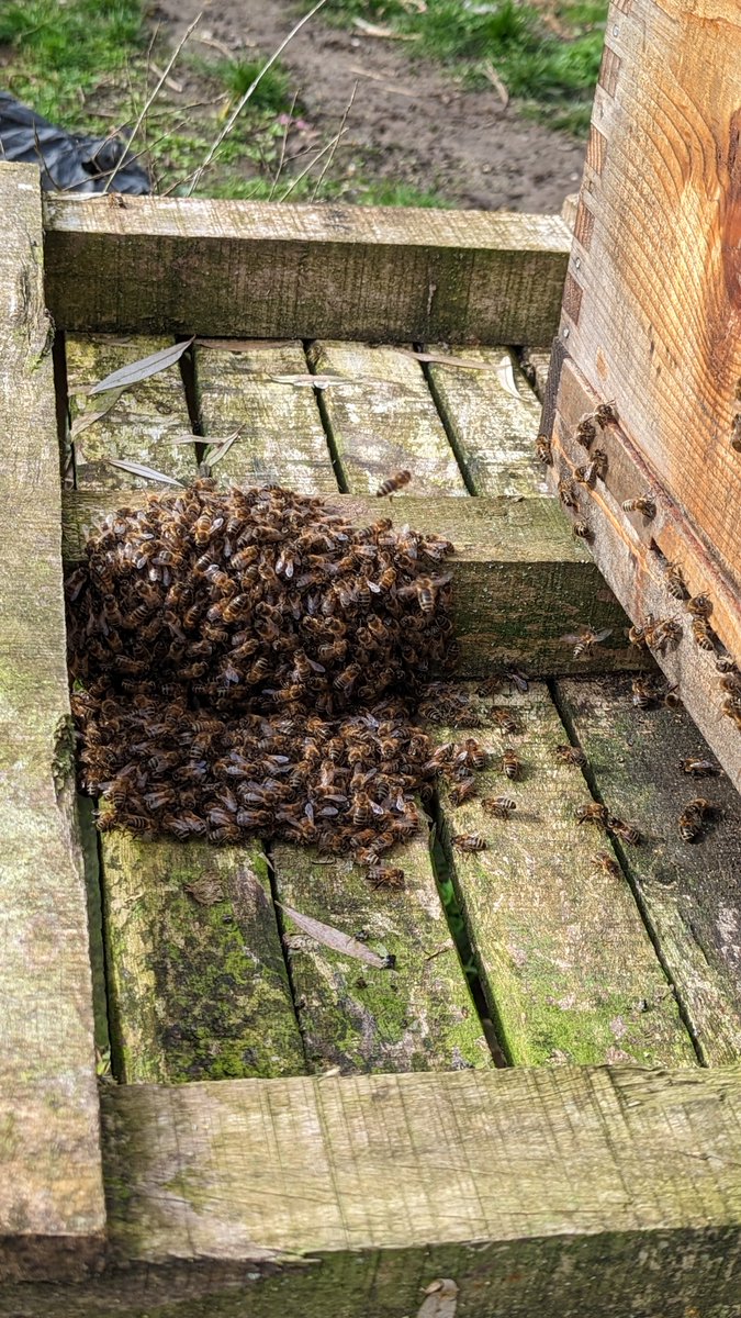 OnlySteveH's tweet photo. @beekeepershour #beekeepershour Any thoughts why my queen would leave the hive? I got her back in and she's stayed put but just after some alternative views. It was a mild day at 13 deg so the bees were flying busily. https://t.co/enc2YSSirV