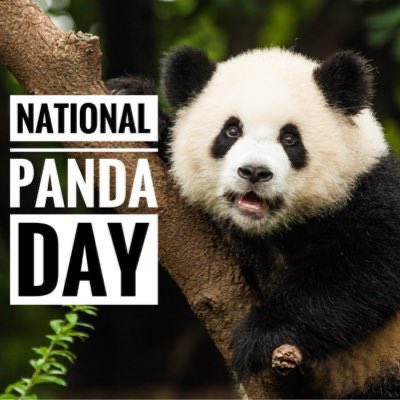 MacCocktail's tweet photo. Happy #GiantPandaDay!

March 16 https://t.co/FLrwqSLQfN