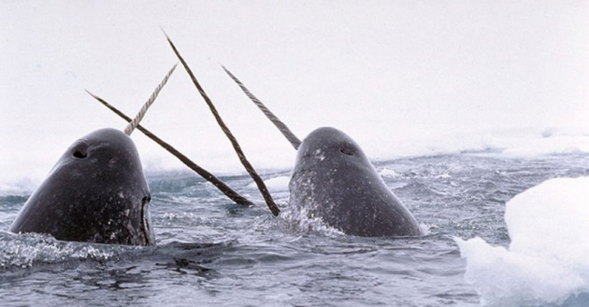 nramkarran's tweet image. Meet the #world’s #weirdest #whale buff.ly/3l8zaJG