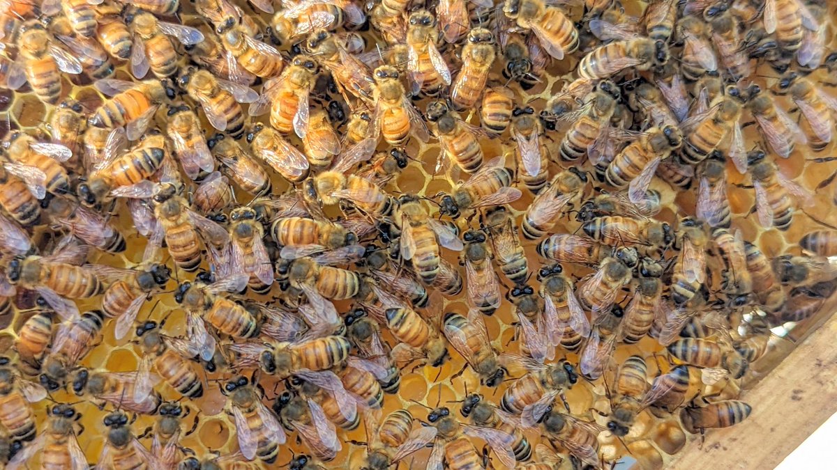 CascadiaHoney's tweet image. Learning more about bees @SavannahBeeCo 🐝🍯 #KonaBees #HawaiianQueen #apiarylife