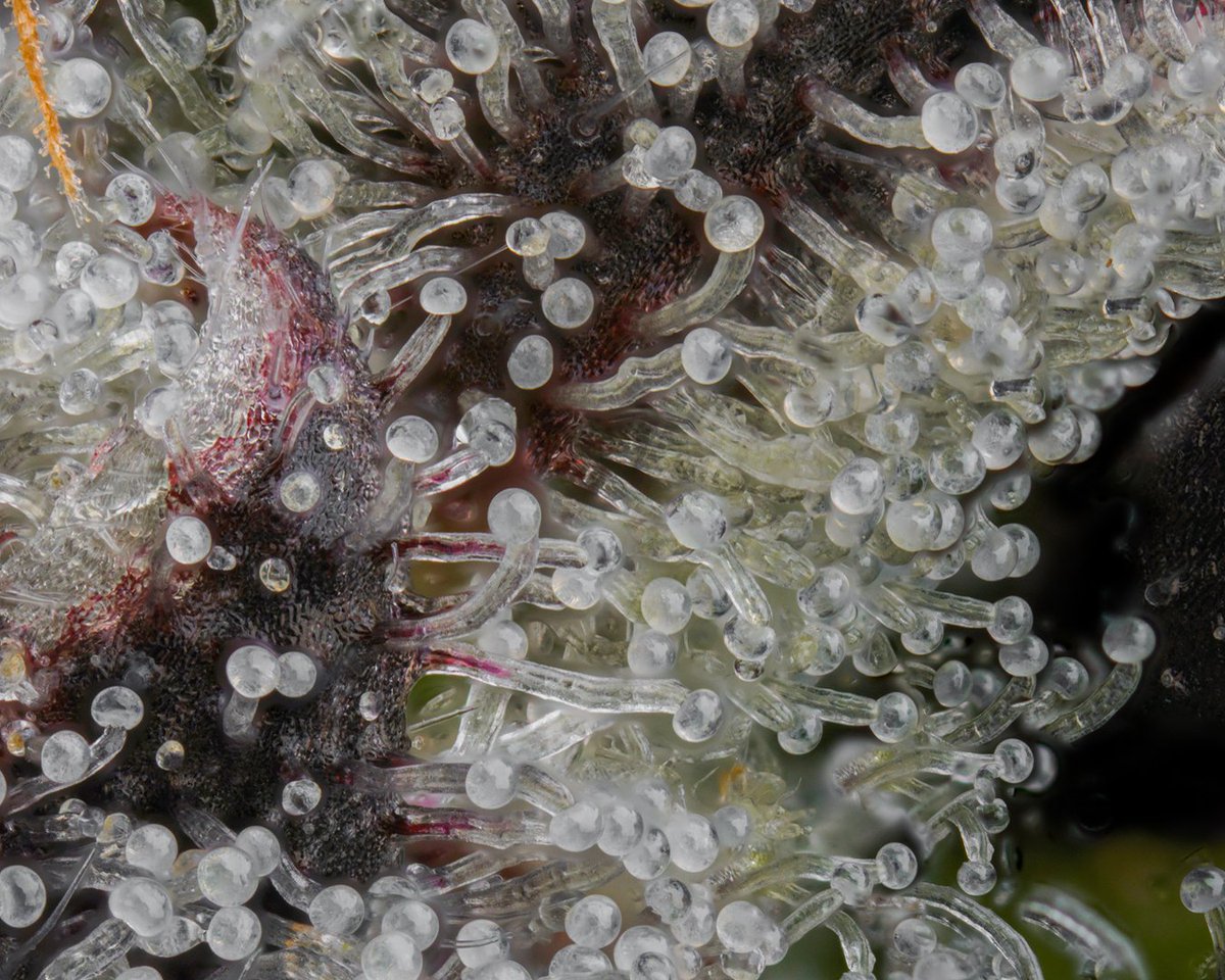 Photos like these is one way we do our best to be transparent with our customers. Showing you every detail of our plants. In our small craft grow, we cut no corners to produce a safe, high quality product. 
📸@stackd_photography 
#trichome #craftcannabis #i502