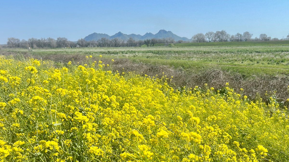 srbeckley's tweet photo. It’s a beautiful day in the neighborhood #sutterbuttes #norcal #sacvalley #colusacouny https://t.co/NydcsY0Fnr