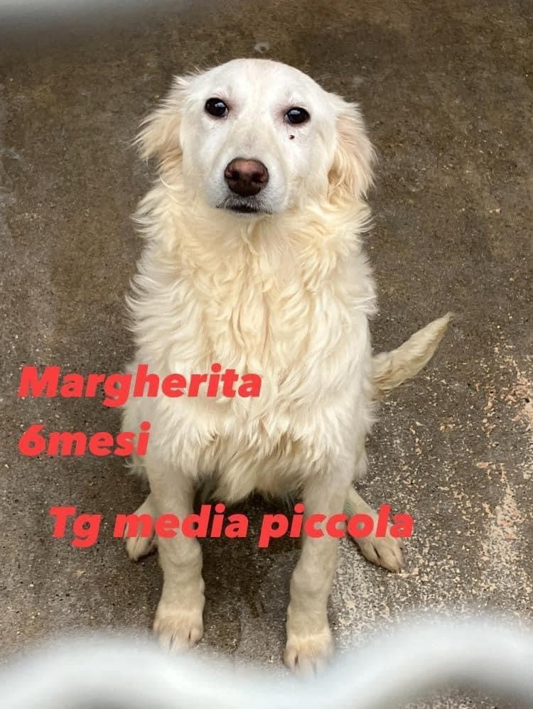 SosArgo's tweet photo. Margherita non ha pretese, cerca solo una famiglia che le stia accanto!ha degli occhi tristi e bisogna farla uscire presto dal canile ! 📞🛑3289633366 o 3277995741 #SosCani #adoptme #dogsoftwitter https://t.co/TZuDJ7s9a4