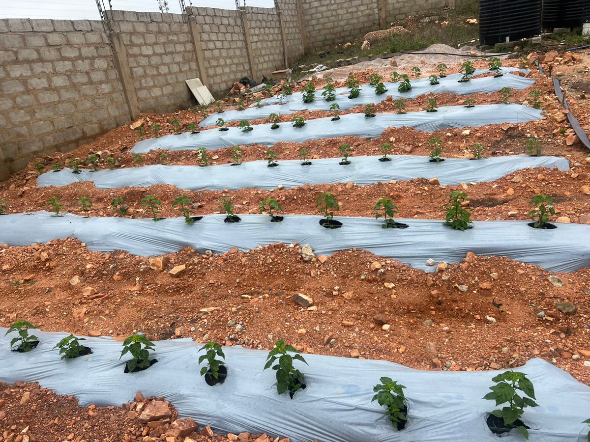 Leninsorrr's tweet photo. Home gardens with a vibe☺️🧑‍🌾🧑‍🌾..We are Farmers this is what we do🤞🏿..@Franco079 we did this https://t.co/mYldYkmiLp
