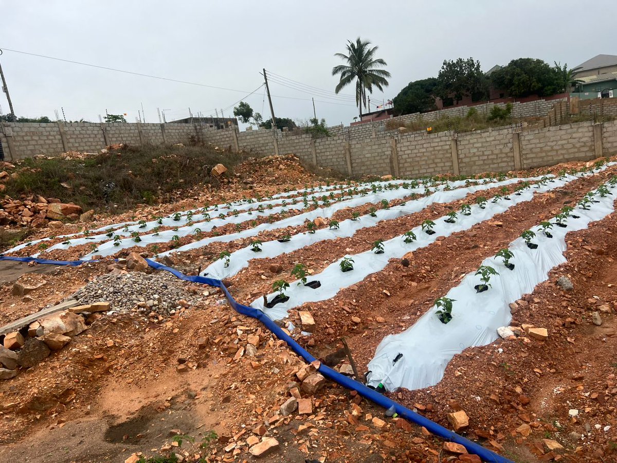 Leninsorrr's tweet photo. Home gardens with a vibe☺️🧑‍🌾🧑‍🌾..We are Farmers this is what we do🤞🏿..@Franco079 we did this https://t.co/mYldYkmiLp