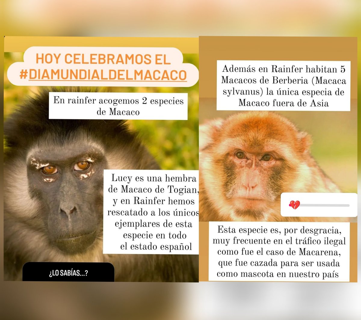 Trabajamos por un futuro sin la experimentación ni explotación de estos primates.
#DíaMundialDelMacaco   #EspeciesEnPeligro
.
.
We work for a future without experimentation or explotation of these primates.
#WoldMacaqueDay   #EndangeredSpecies