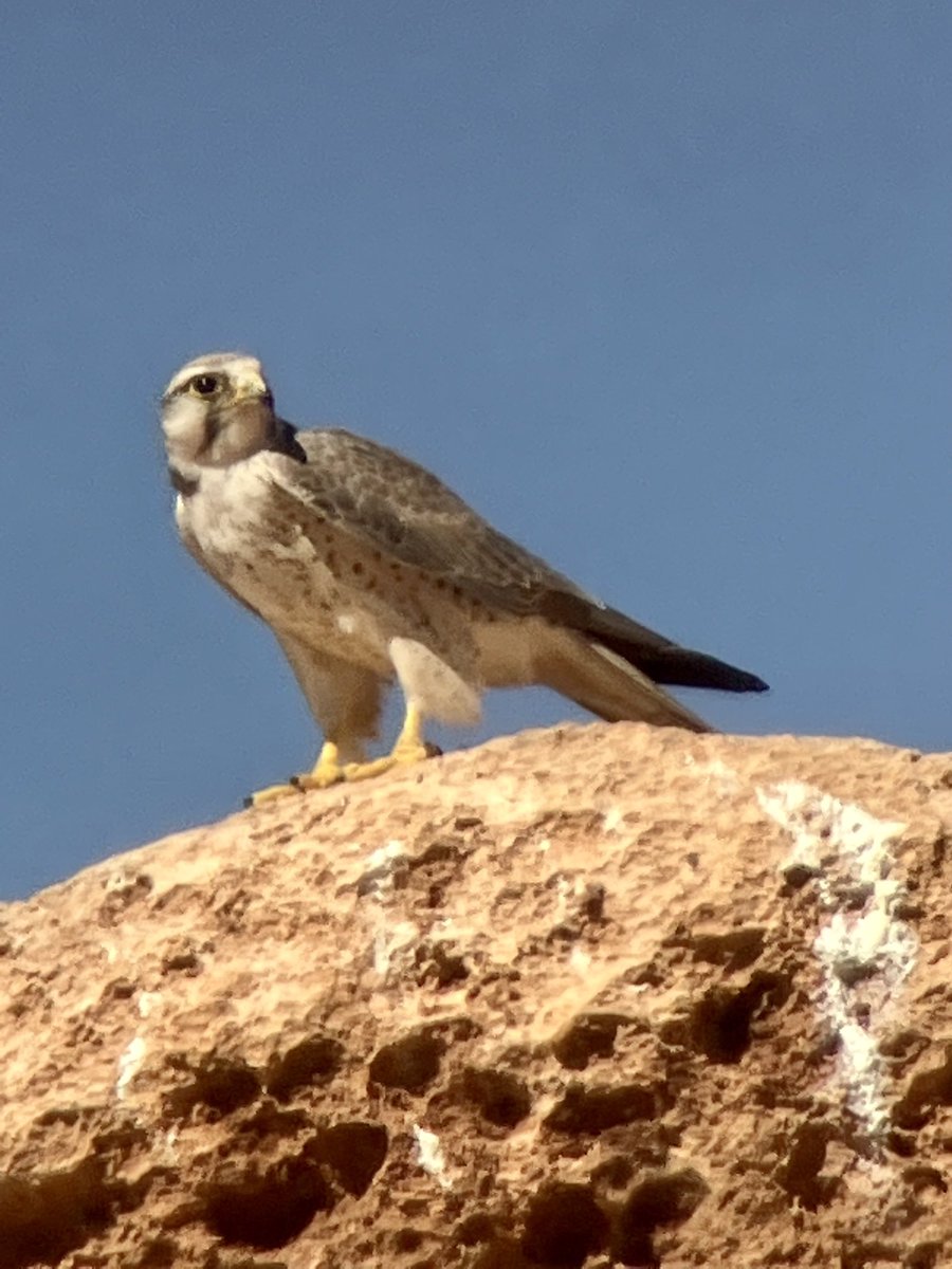 Sunrise to sunset birding in Morocco with ⁦<a href="/birdingabroad/">Birding Abroad</a>⁩. White Stork, African Crimson-winged Finches, Temmincks Lark and Lanner Falcon in different locations.