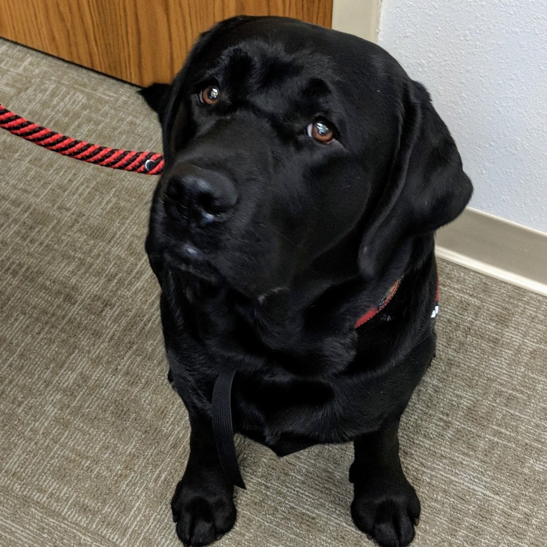 BerncoDa's tweet image. Special thanks to our prosecutors for all the work they do daily. 

We also want to say thank you to Woodstock, our Courthouse Canine. 

Woodstock took extra special care of a crime victim this week, during a very difficult trial.  

#berncoda #supportdogs #courthousecanines