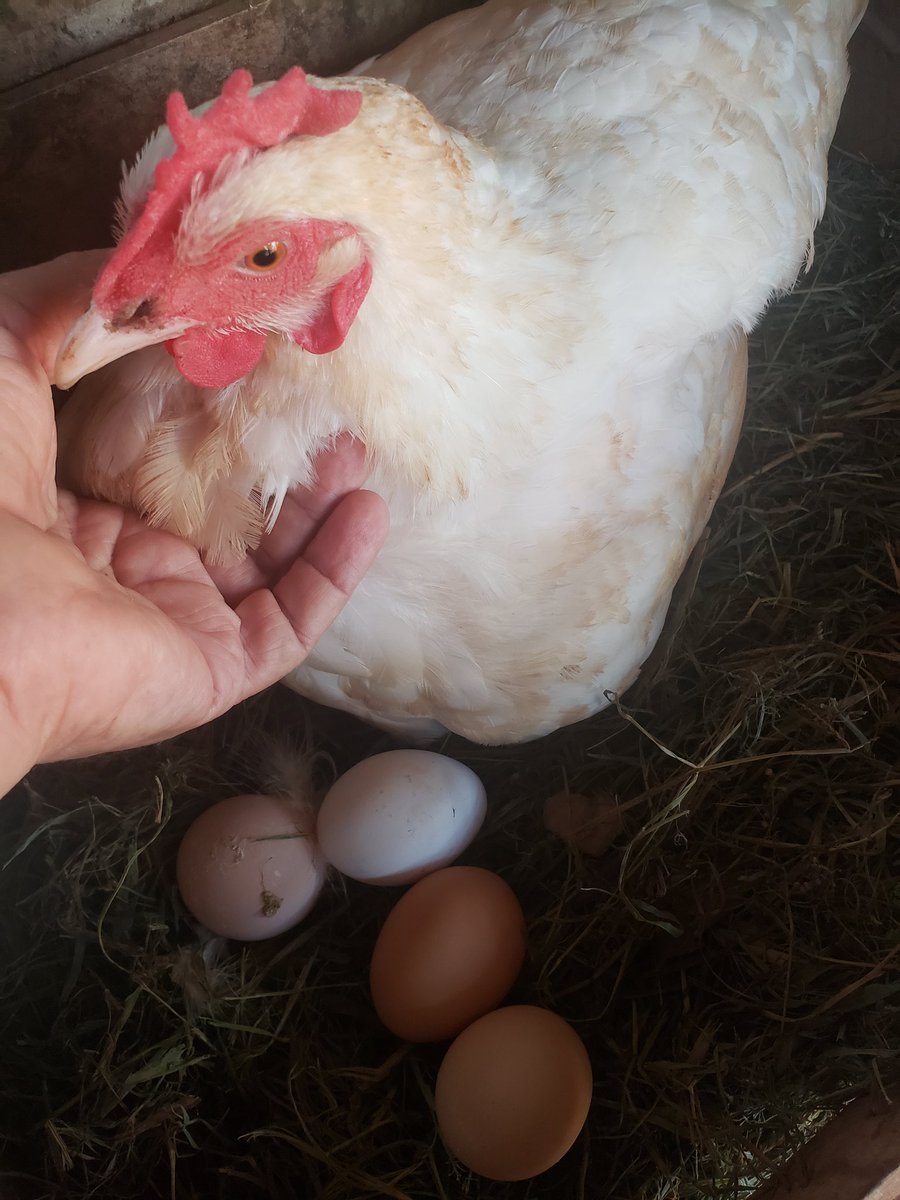 Armanbarret's tweet photo. Hable con mi gallina, le propuse darle más comida a cambio de más huevos 🤣🤣🤣
No es asi la cuestión me dijo,
la naturaleza la destino a poner
1 por día con 2 interrupciones anuales por eso ahora escasean 
Pero si quieren saber por que suben los precios, le podemos explicar🧑‍🌾🇵🇾 https://t.co/yeXUOpKPHL