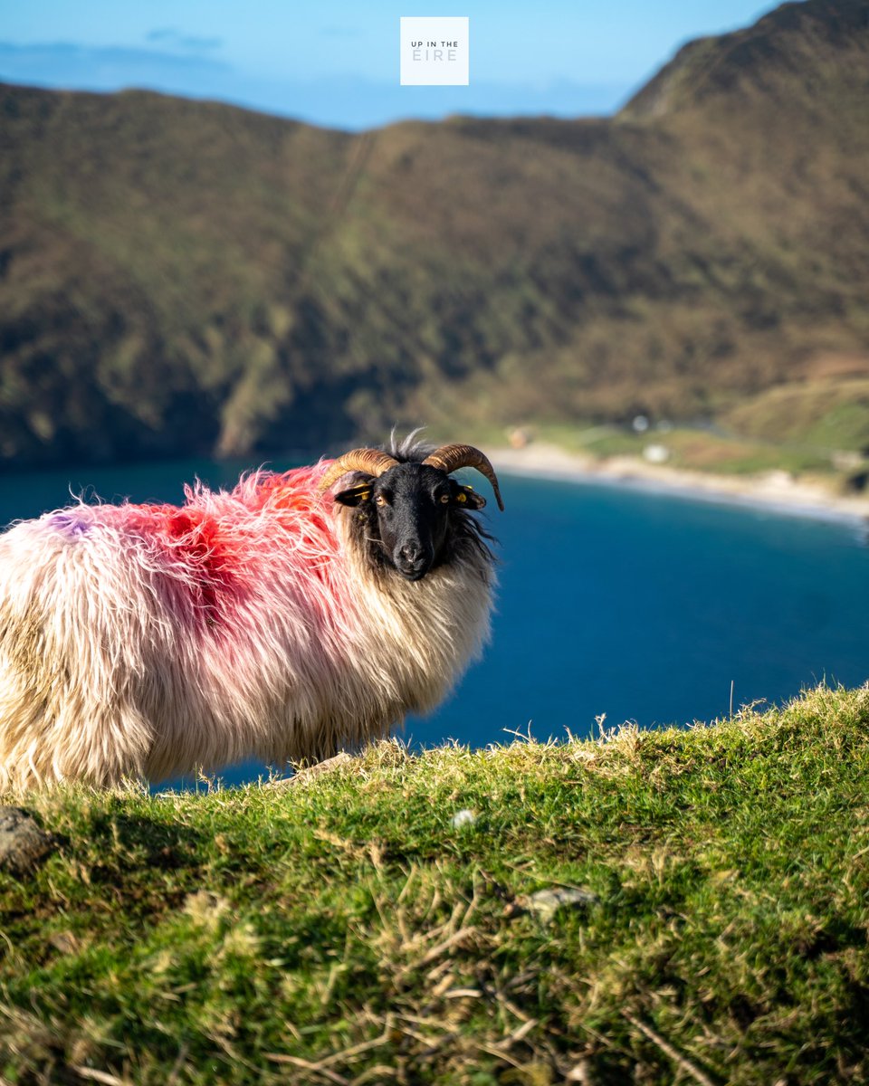 Lá Fhéile Pádraig sona duit! ☘️

#Ireland #StPatrickDay #stpaddysday #StPatricksDay2023 #wildatlanticway