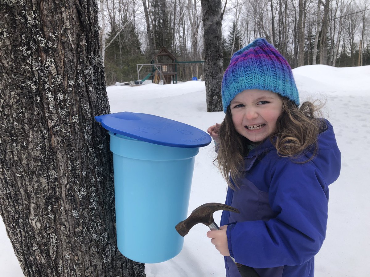 Mt_ChaseLodge's tweet photo. We were late getting our trees tapped, but we’ll still get some Mt Chase Lodge Maple Syrup this year. https://t.co/Be826jqibz