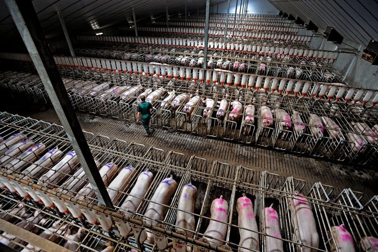 Gefeliciteerd met de overwinning dierenvrienden! 

Uit campagne foto’s blijkt dat Caroline alleen wilt dat dieren buiten lopen! Kan niet wachten tot de massa stallen op de schop gaan✊