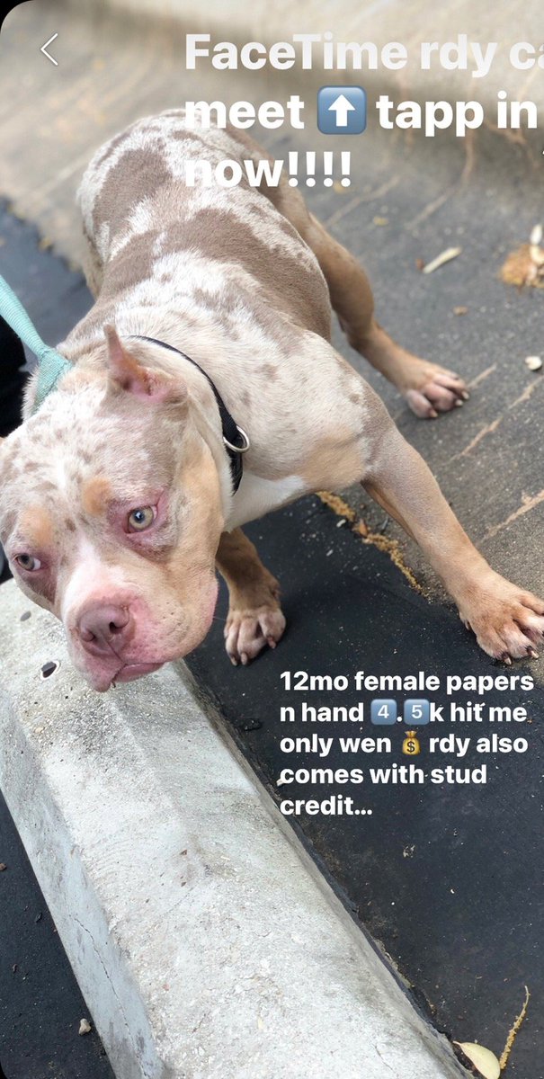 WILL TAKE 3500 RIGHT NOW IF YOU GARUNTEE A PUPPY! Lilac Merel!! 214-685-0502