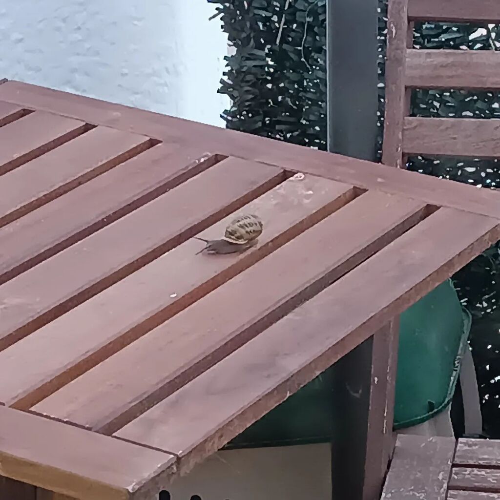 It was nice to see this little guy exploring this morning. 🐌

#snail #snails #snailmail #snailsofinstagram #wildlife #balcony #shell #table #torrevieja #slow #slowlife #chilled instagr.am/p/Cp3WAWYLZjH/