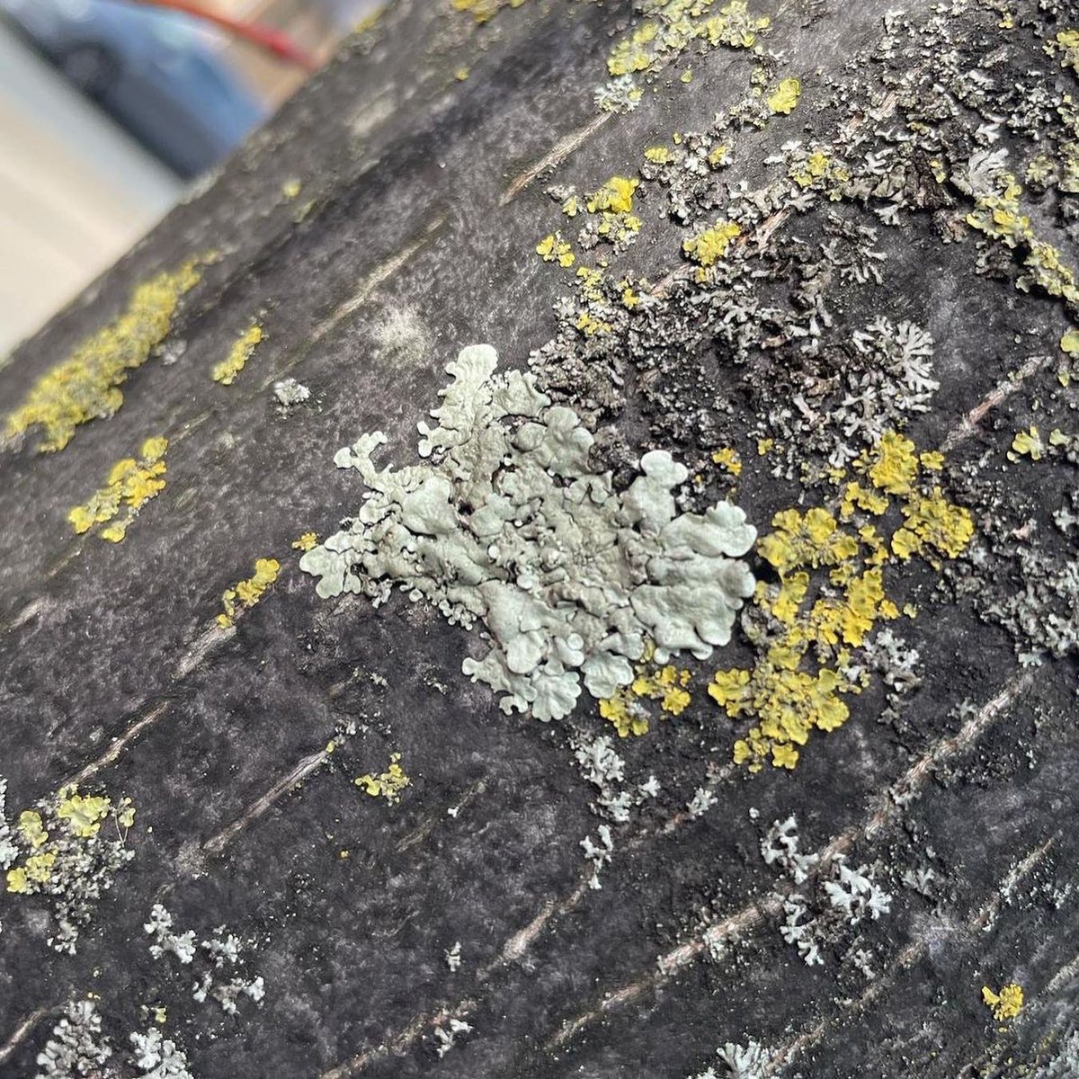 MA Art in Science tweet media