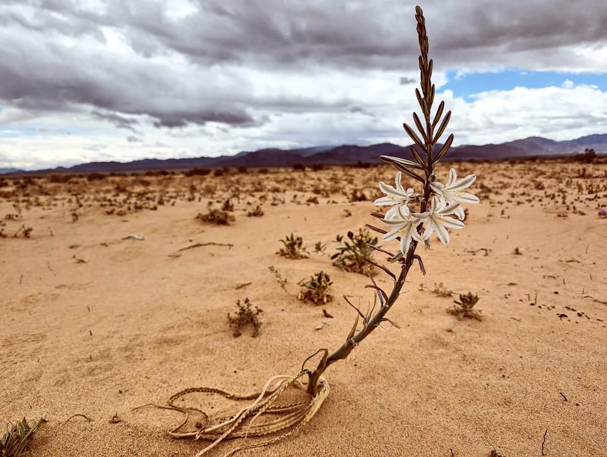 desertbotany's tweet photo. Scenes from conducting rare plant surveys in areas of the California desert where solar projects are either already proposed or are vulnerable to future development. Is this a landscape we want to "sacrifice"? Is it really a "green alternative" if we clearcut ecosystems? https://t.co/64MChfcXJq