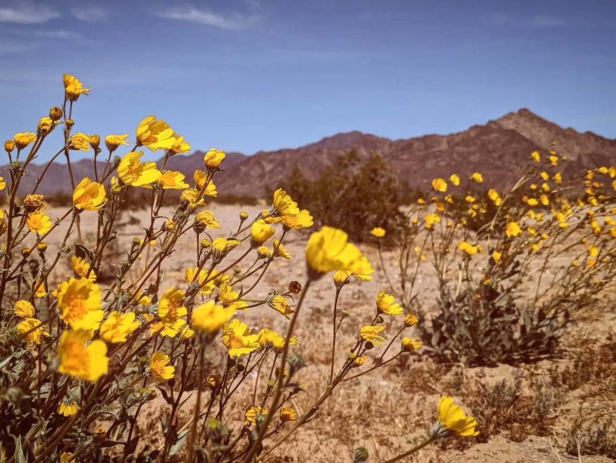 desertbotany's tweet photo. Scenes from conducting rare plant surveys in areas of the California desert where solar projects are either already proposed or are vulnerable to future development. Is this a landscape we want to "sacrifice"? Is it really a "green alternative" if we clearcut ecosystems? https://t.co/64MChfcXJq