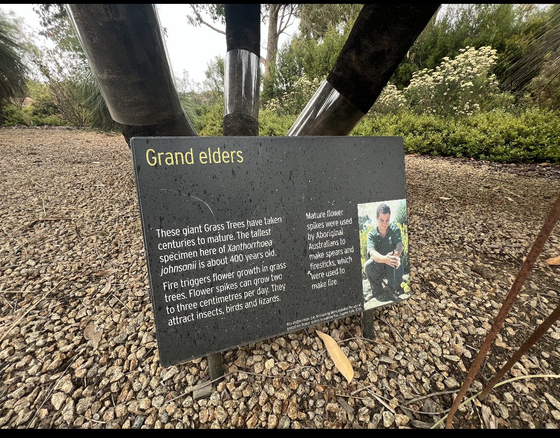 CostasGarden's tweet photo. Tried to grow a grass tree but no success. Or pondering giving one a go. @ClarenceSlockee has some tips to get you growing #gardeningaustralia @ABCTV #grasstrees #xanthorrhoea https://t.co/mNTtISMqX2