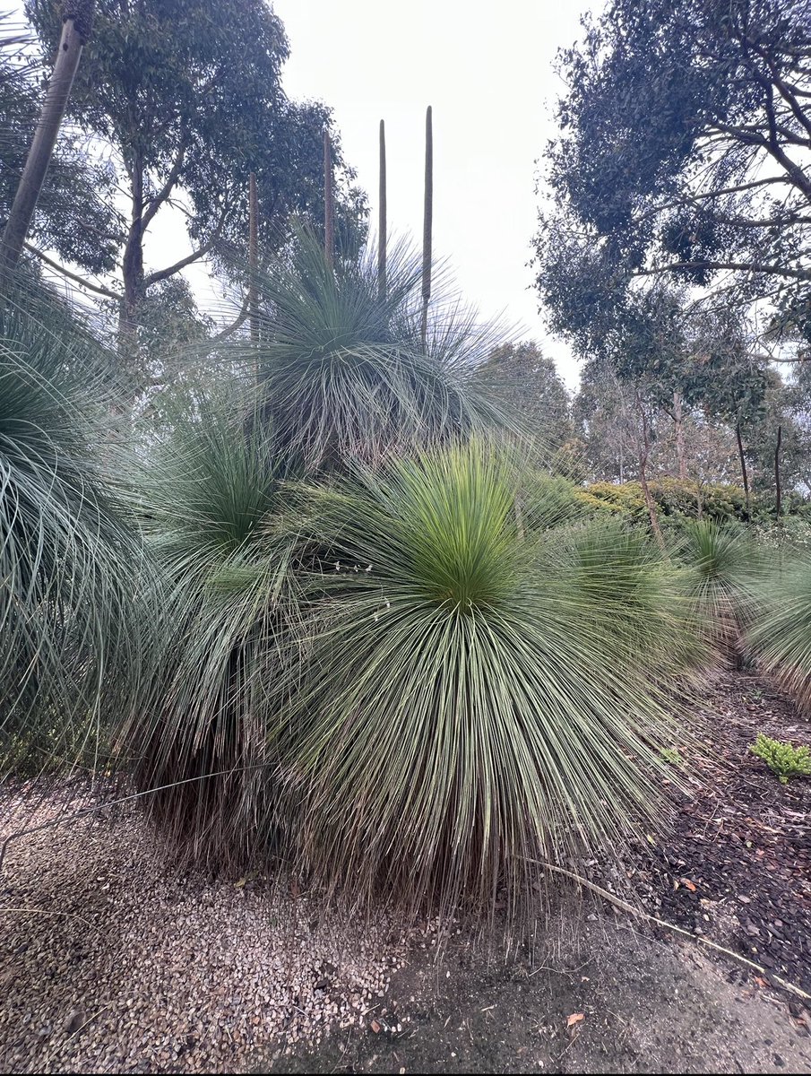 CostasGarden's tweet photo. Tried to grow a grass tree but no success. Or pondering giving one a go. @ClarenceSlockee has some tips to get you growing #gardeningaustralia @ABCTV #grasstrees #xanthorrhoea https://t.co/mNTtISMqX2