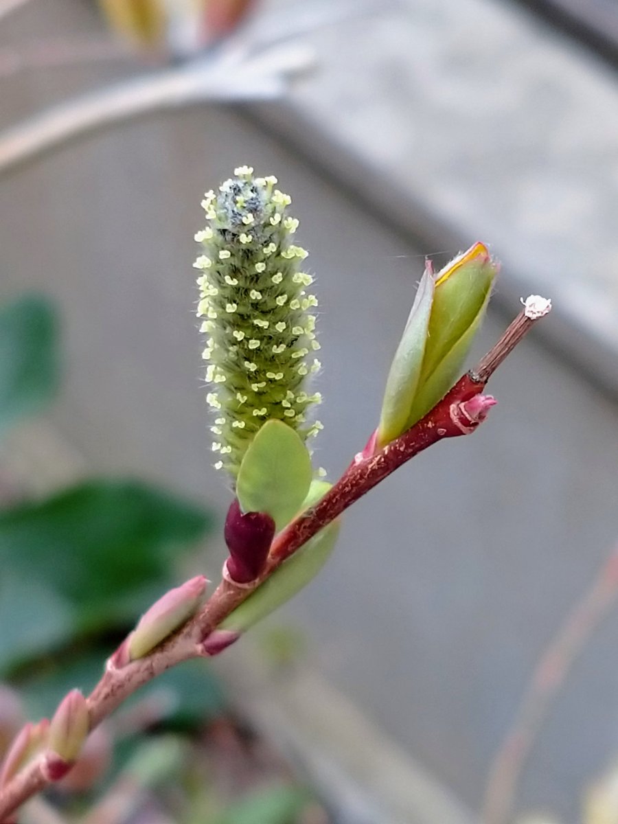 Lot415's tweet image. ネコヤナギの新芽です。#ネコヤナギ #新芽