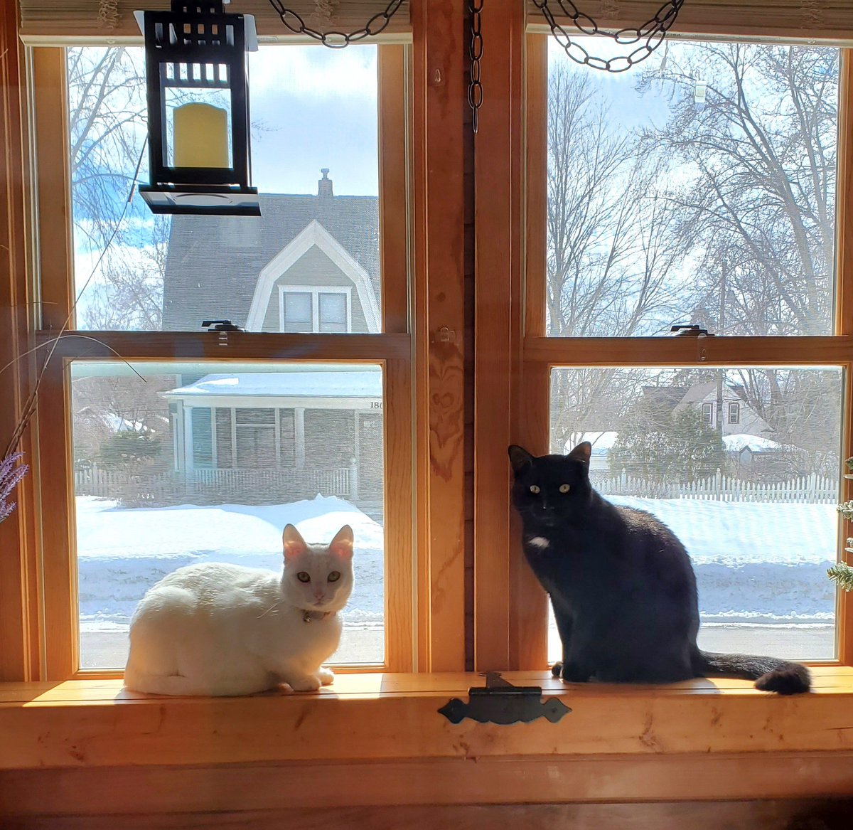 GottaWorkAtIt's tweet photo. Boo The Wonder Cat died in March 2022. We were catless until last summer when these rwo moved in. Beau Noir and Bella Blanc. https://t.co/GcBu4mXg4n