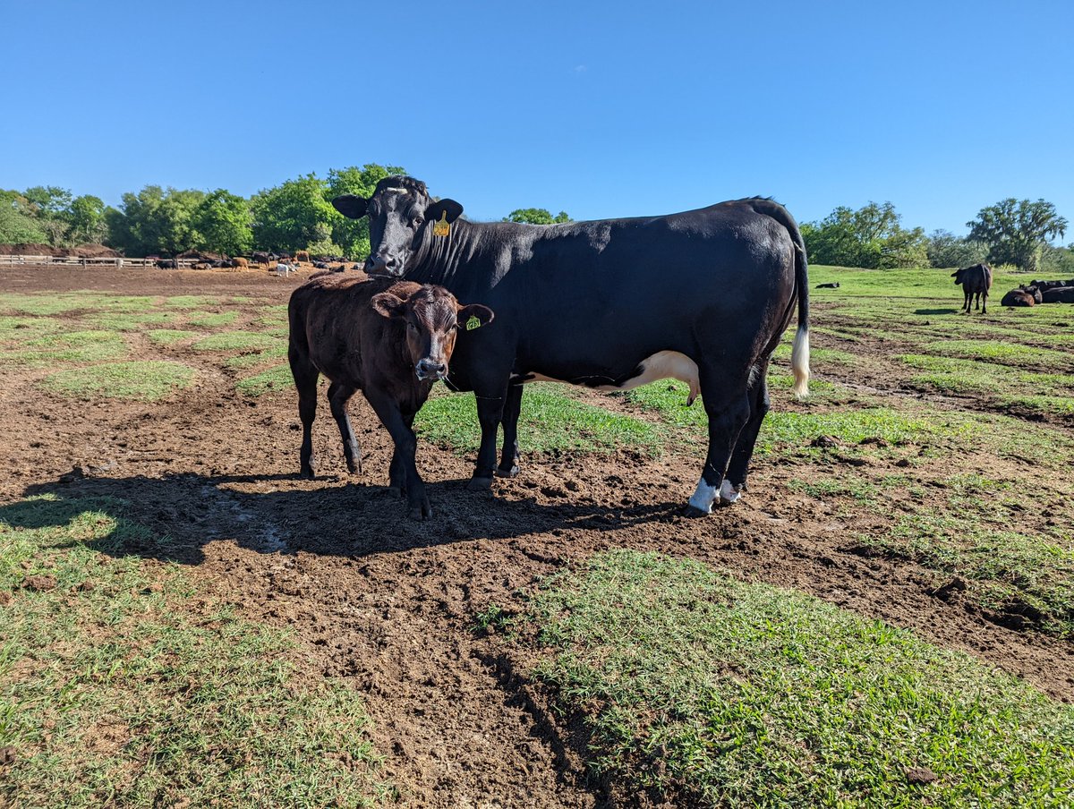 MasterBlendBeef's tweet photo. Not quite six months old, this 75 %  Wagyu, Belgian Blue hybrid carries one copy of myostatin... we're working towards a purebred double muscled Wagyu https://t.co/ZCFjgWoDux