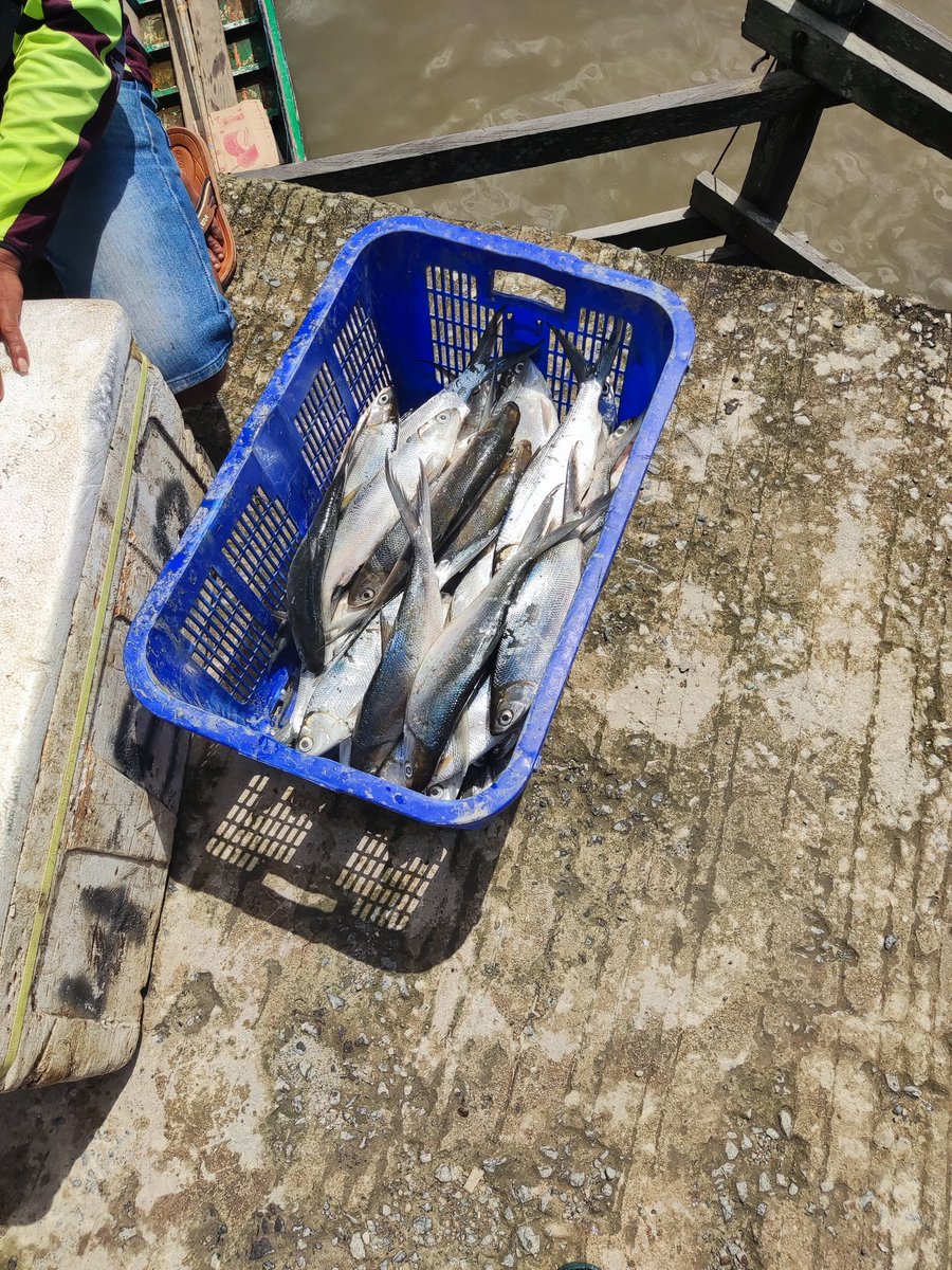 PenyuluhP's tweet photo. Jumat, 10 Maret 2023 Ghaly Ardi Prakoso, https://t.co/fa3qvkdIn9.Pi di POKDAKAN Cahaya Harapan Desa Tanjung Aru, mendampingi Hasil Panen, Tambak tradisional 6 Ha. Panen yang di dapatkan Bandeng : 70 Kg dan Udang Windu : 100 Kg.
#GiatLuhkanSatminkalTegal 
#Paser#Panen#LuhLapor https://t.co/8LGNZ5ECqi