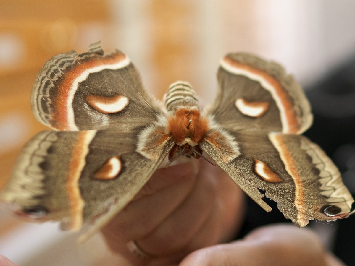The Cecropia Moth from North America may look stunning, but it is considered a pest in NZ as the moth's caterpillar eats the leaves of 50 different trees. 

Thanks to collections like the New Zealand Arthropod Collection these moths can be quickly identified and eradicated.