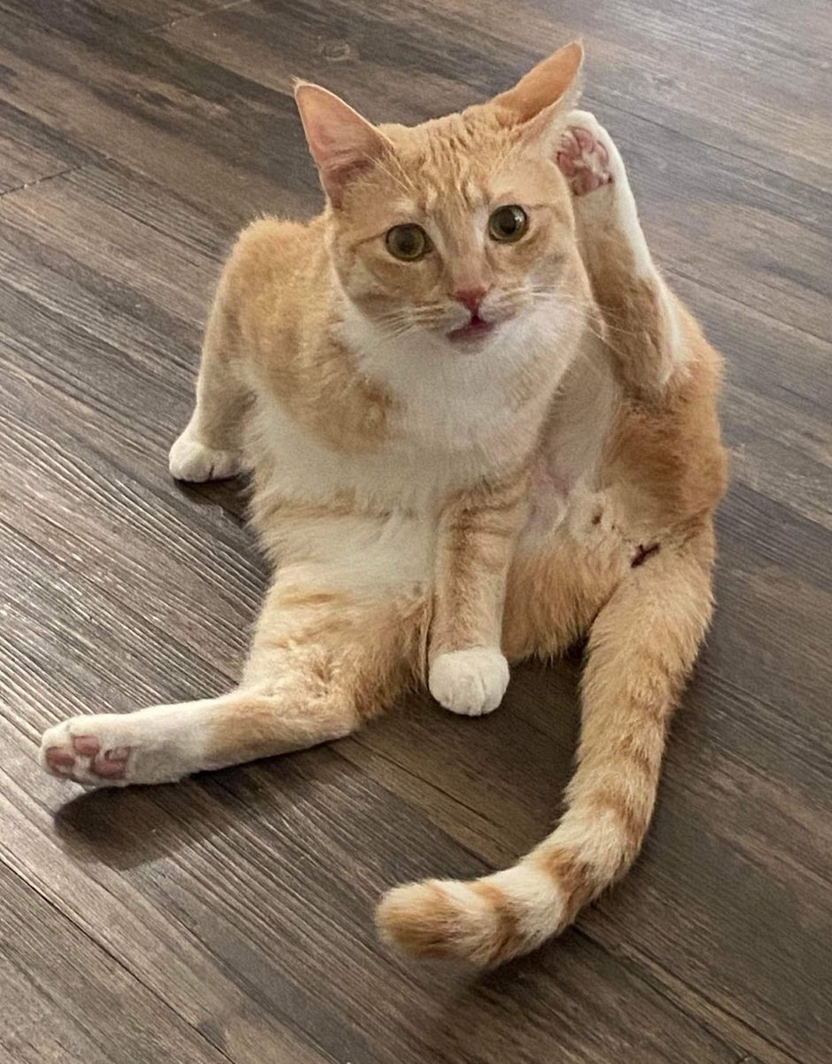 AcenVal's tweet image. Back in so cal for a week. Got my boi shook