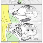 居づらそうだけど、それでも･･･!可愛くて思わず癒されちゃう「猫漫画」が話題に!