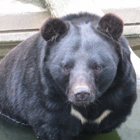 先日の #月別テーマ #はな クイズ、正解発表！。 正解はツキノワグマの