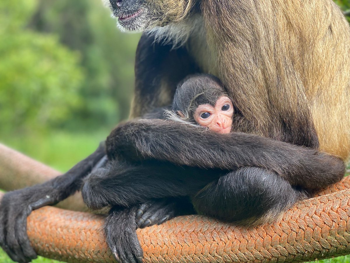 @WellingtonZoo has welcomed a baby spider monkey - the first born there in 29 years!

Come meet the little one and congratulate the proud parents 🤗

📸 Great shots by Keeper Cam and Keeper Courtney

wellingtonnz.com/experience/see…