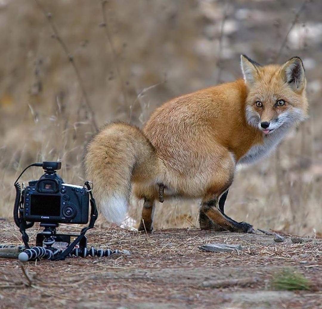 eva_hembree's tweet photo. America is the camera and Joe Biden is the fox. Get the picture? Isn't that sly though. https://t.co/hjhSvTU5FW