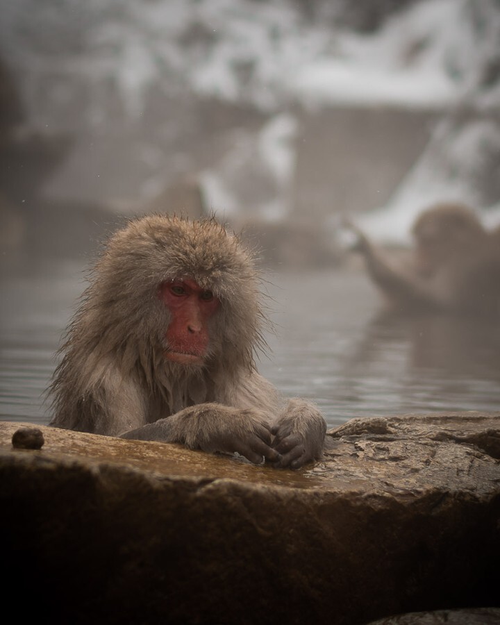 EkoDuJapon's tweet photo. Si vous êtes un amoureux des animaux, vous devez absolument visiter les Singes au Japon. Ce sont des créatures fascinantes et magnifiques!
.
.
.
.
.
.
.
.
.
.
#voyagejapon
#japontraditionnel
#japoninsolite
#japontourisme
#japandream
#visitjapan
#discove… https://t.co/Q2HsKZX8rZ https://t.co/BpRXILp0gI
