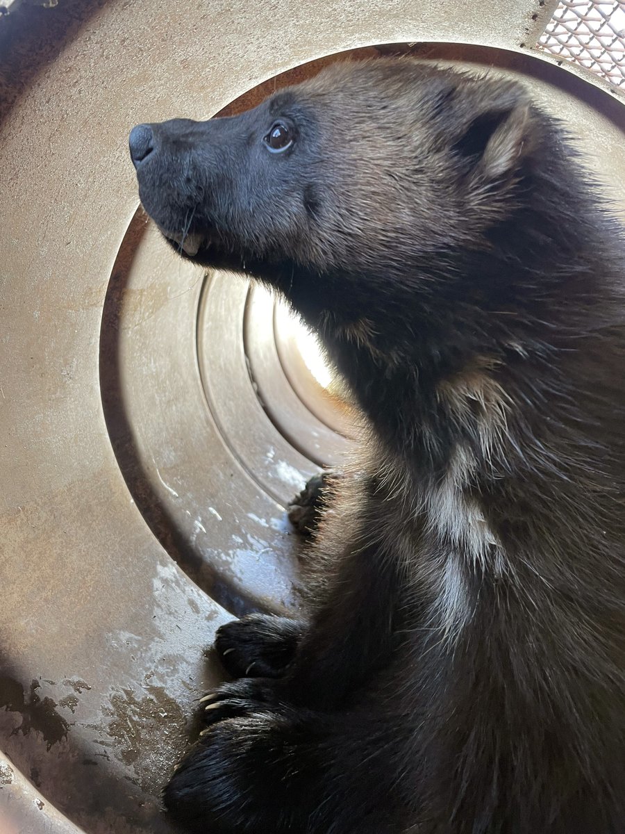 A wolverine in a circular enclosure. It's sitting and looking at the side of the enclosure.