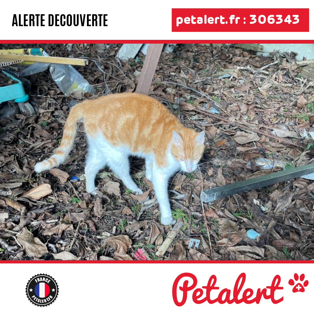 petalert_france's tweet photo. Trouvé #Chat #IlleEtVilaine #Melesse #Petalert #PetAlert35 / https://t.co/jpJBqLa0fL https://t.co/gH4WzVCfEm
