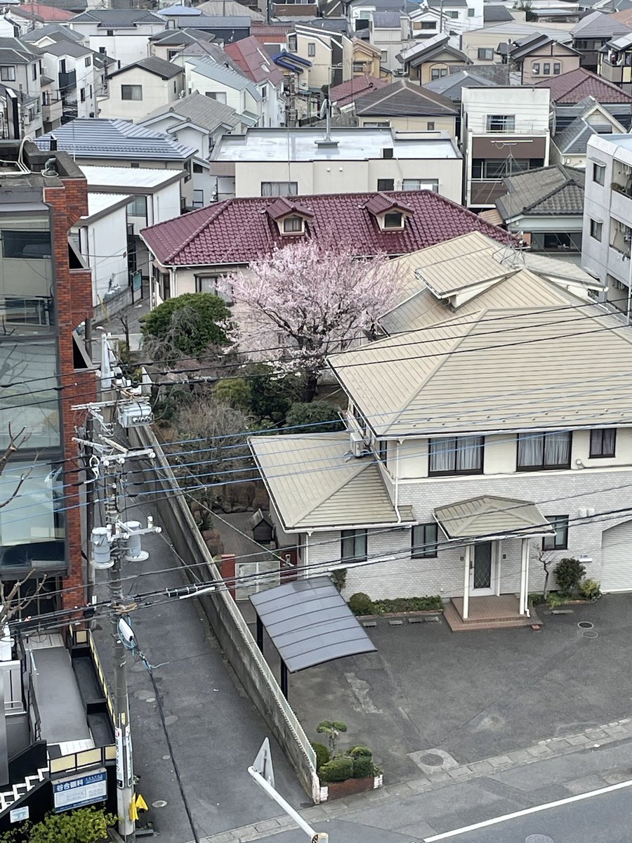 lans1126's tweet photo. おっはー👌

桜の木発見✨

朝からいいものみたぞー😊
今日もいい一日にー！ https://t.co/IbyenFWNMD