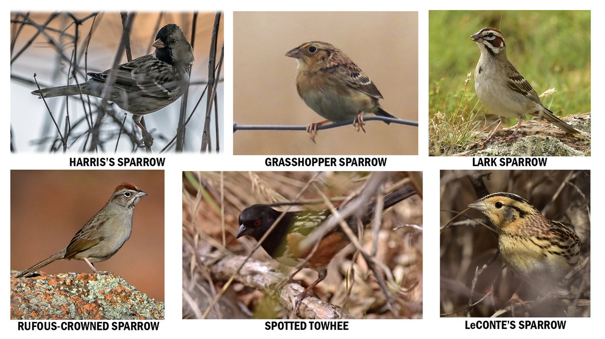 FriendsWichitas's tweet photo. One of these is not like the other. Or, is it? Surprise! The Spotted Towhee is considered to be a sparrow.  Can you name any other sparrows commonly found in the WMWR? Which is your favorite? 📷 Cindy McIntyre #WichitaMountains  #WorldSparrowDay https://t.co/XEYy7qfxSk