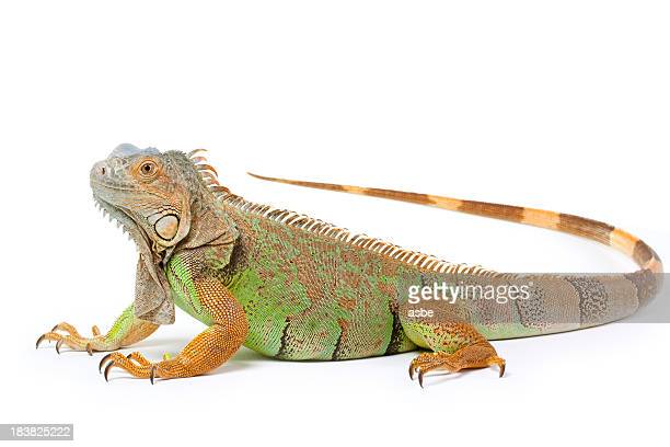 Alcorraz's tweet image. Parabéns aos