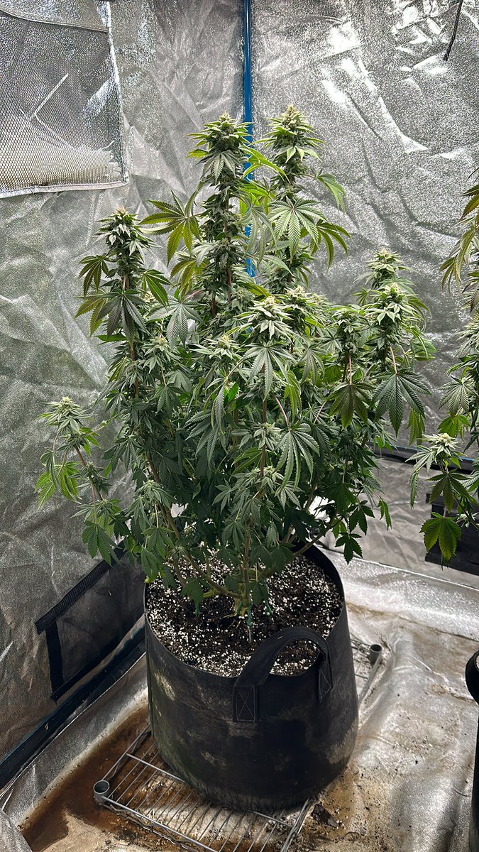 The unfortunate reality about <a href="/FoopNutes/">FOOP Nutes</a> is that you should not waste your money. I will be out of nutrients before this single plant is even done growing. 

$100 for a starter pack that doesn’t even finish out one plant in a 10 gallon pot is a scam if you ask me.