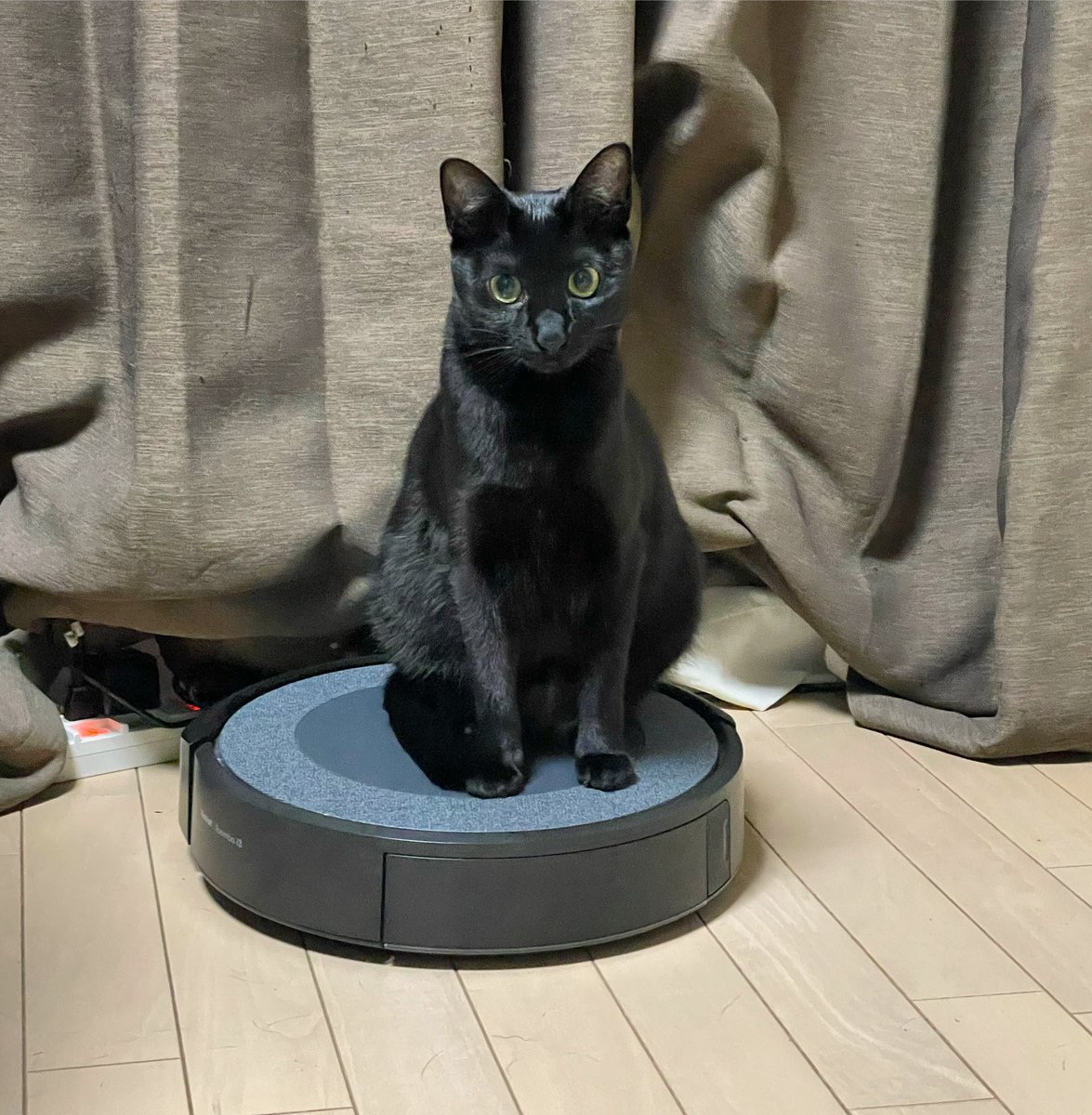 acyk_yy's tweet photo. ルンバにすまし顔でのる猫
#ねこ  #Roomba #ルンバに乗る猫 https://t.co/eYsYGzzry6