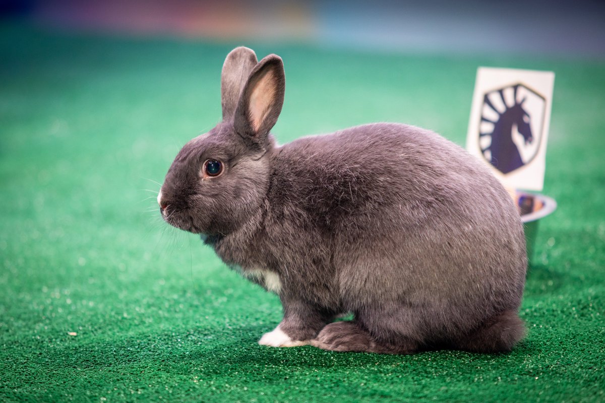 The bunny was wrong last time... but picked <a href="/TeamLiquidLoL/">Team Liquid LoL</a> to keep their playoff hopes alive!