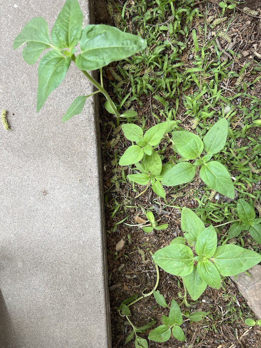 mmawifey's tweet photo. 💦 These plants are growing. 🌱
#plants #growing #frombirdseed #birdseed #kidslearn https://t.co/T2OhTdeABt