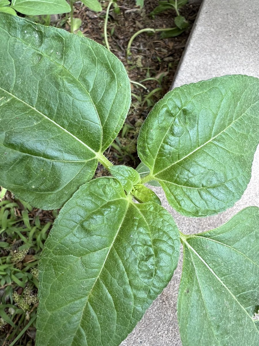 mmawifey's tweet photo. 💦 These plants are growing. 🌱
#plants #growing #frombirdseed #birdseed #kidslearn https://t.co/T2OhTdeABt