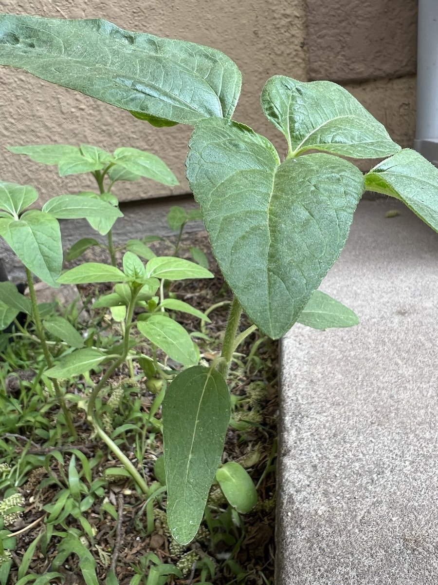 mmawifey's tweet photo. 💦 These plants are growing. 🌱
#plants #growing #frombirdseed #birdseed #kidslearn https://t.co/T2OhTdeABt